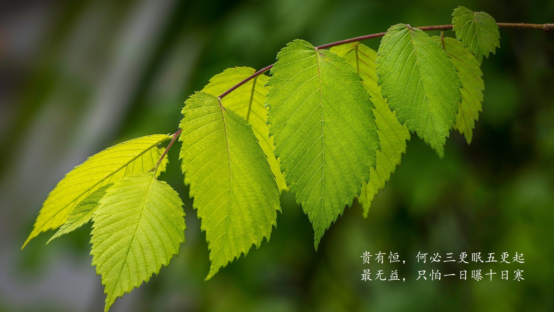 南特豪取山东鲁能主场三分，提升士气备战，南特3号球员