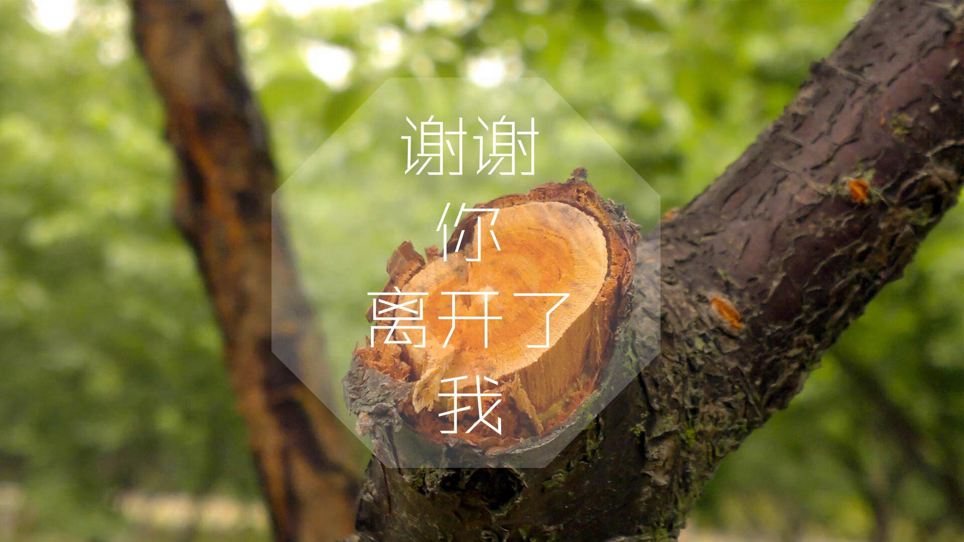 福建鲟龙攻守平衡提升球队竞争力，鲟龙鱼是什么鱼啊_