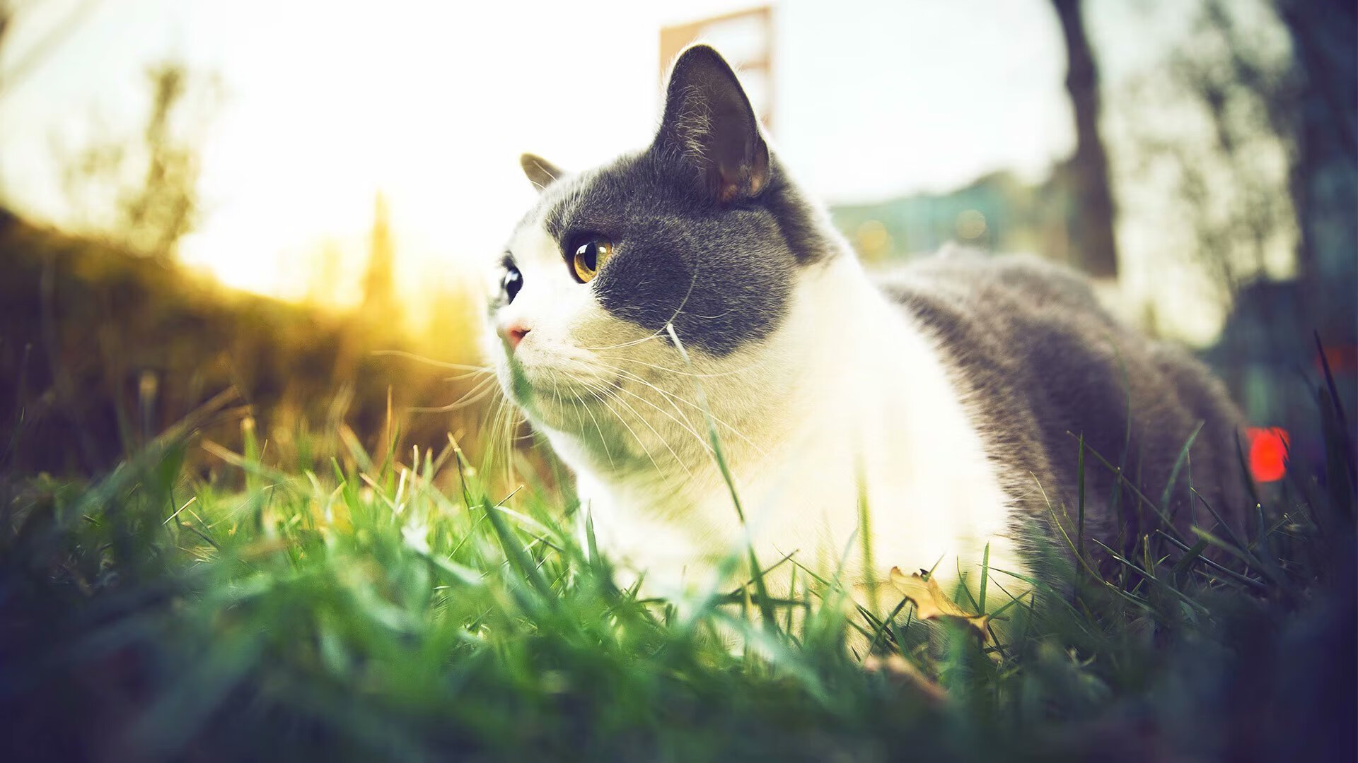 全国青少年三对三篮球挑战赛总决赛成功举办，全国青少年三人篮球冠军挑战赛